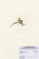 藏品(齒形蕨藻)的圖片